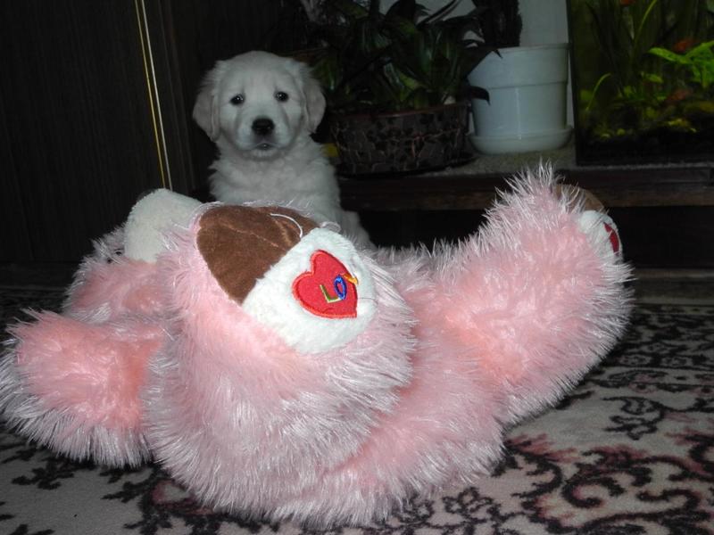 post-1280-0-00672700-1408082451_thumb.jp