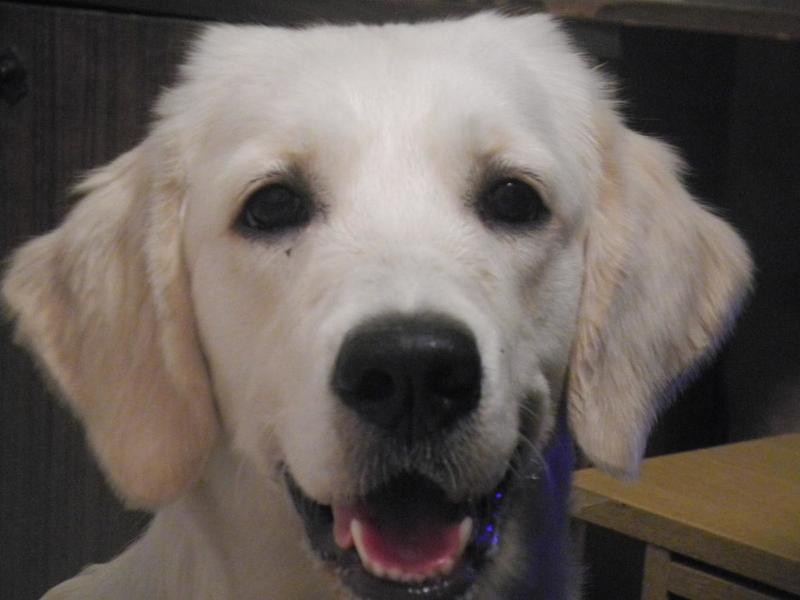 post-1280-0-78858200-1408082489_thumb.jp