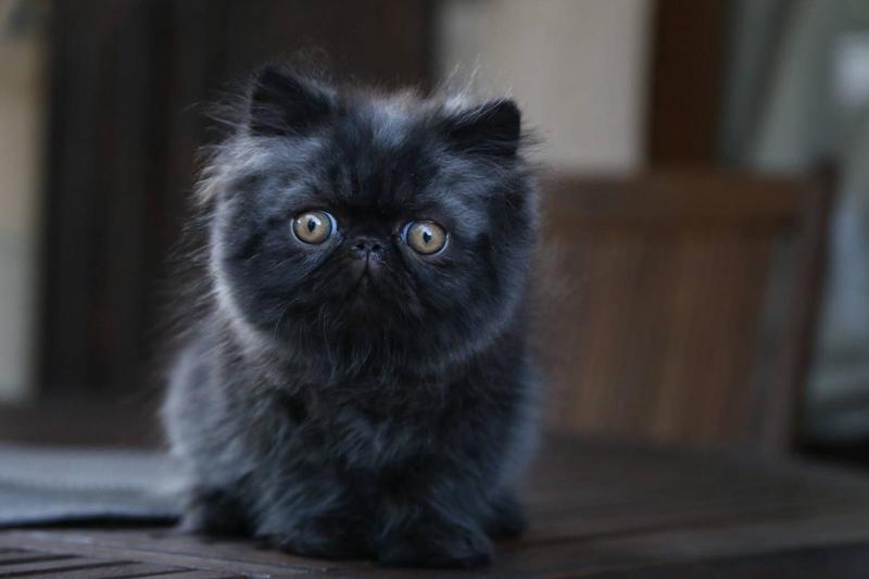 post-3025-0-27582900-1408296697_thumb.jp