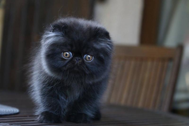 post-3025-0-56596200-1408296622_thumb.jp