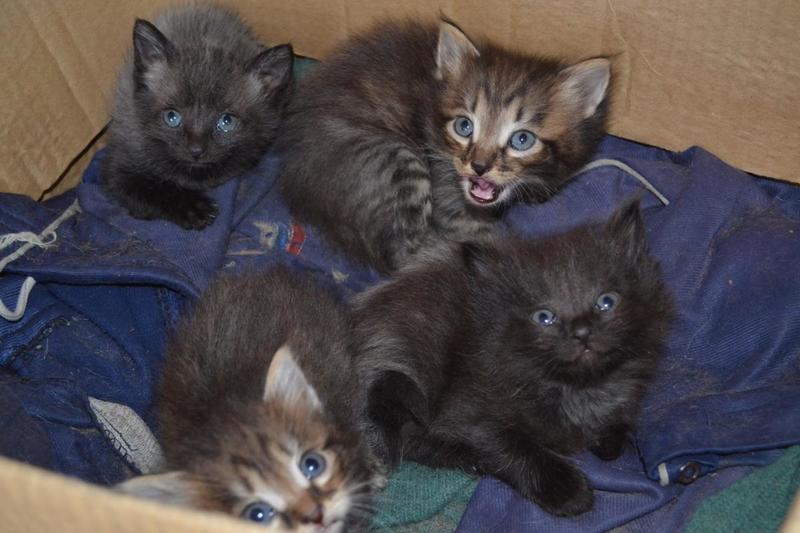 post-34766-0-20085300-1408276825_thumb.j