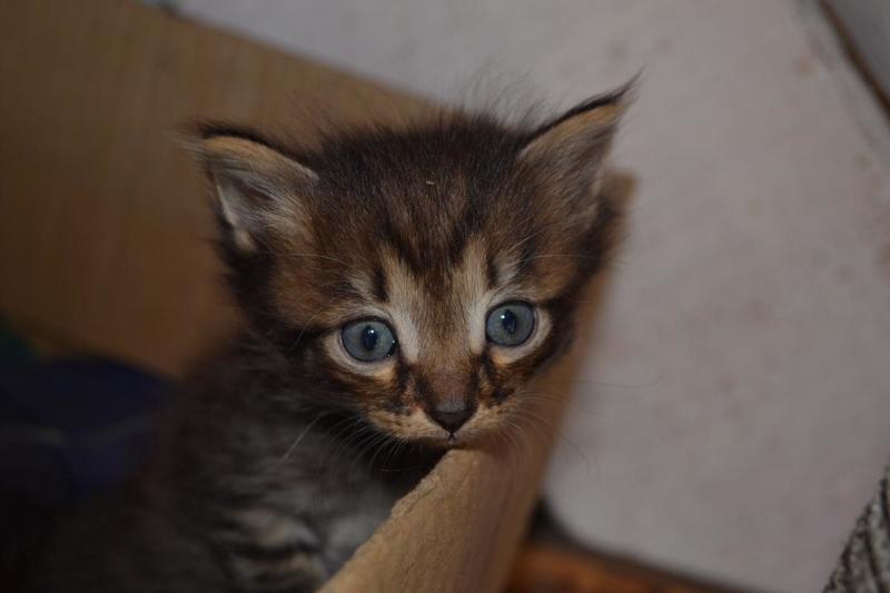 post-34766-0-25110900-1408276908_thumb.j