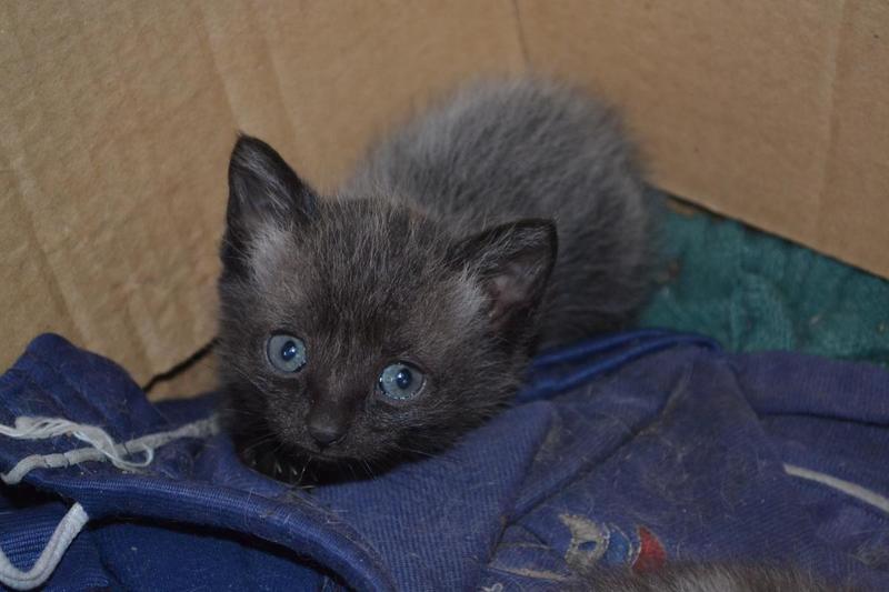 post-34766-0-55593500-1408276984_thumb.j