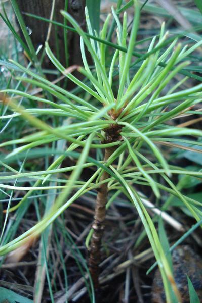 post-36293-0-10659900-1408025459_thumb.j