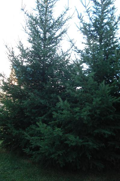 post-36293-0-53171400-1408025200_thumb.j