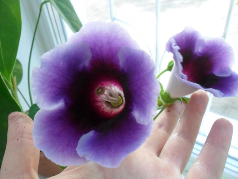 post-52125-0-02361500-1407233669_thumb.j