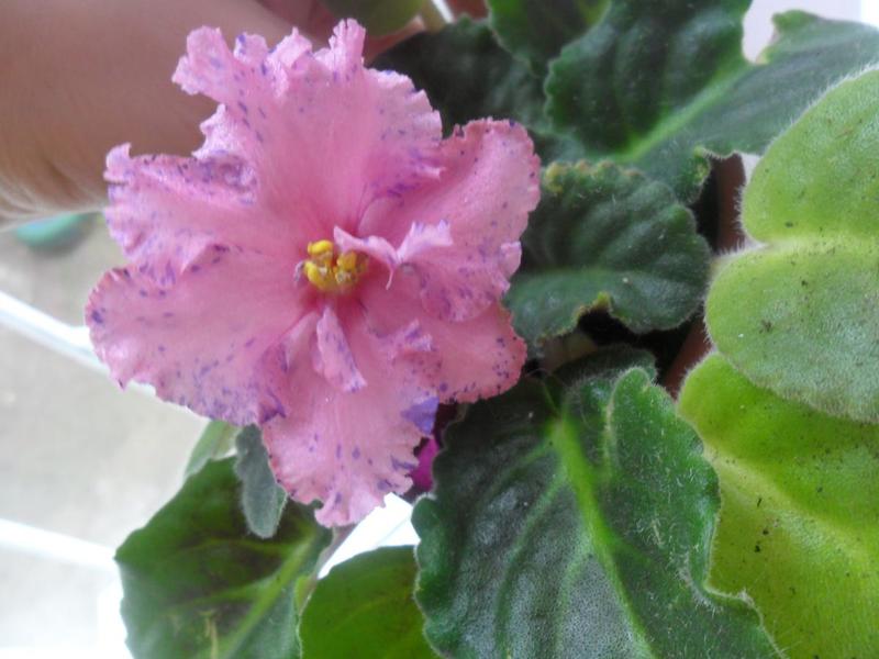 post-52125-0-39991000-1407234854_thumb.j