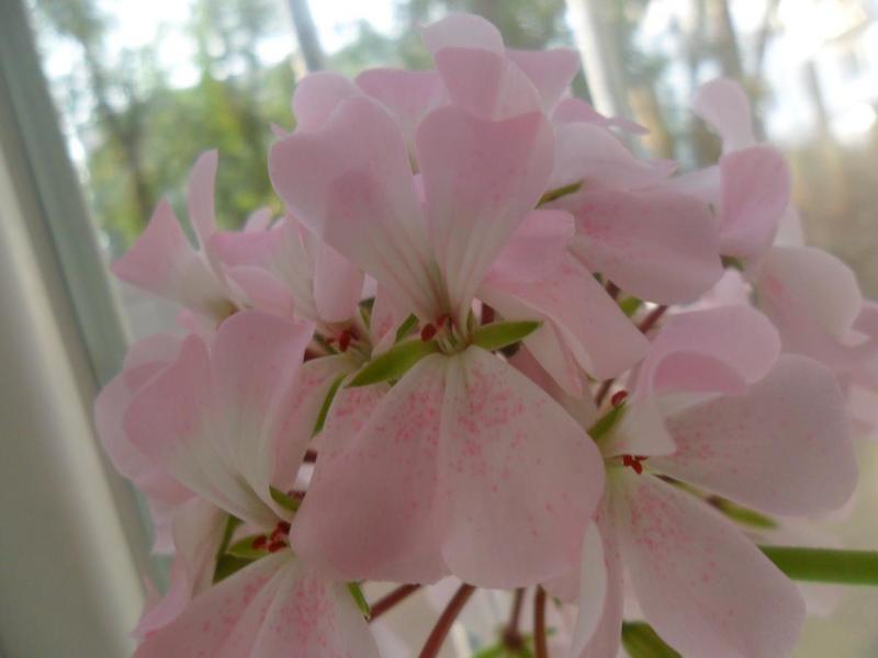 post-52125-0-80993500-1407232548_thumb.j