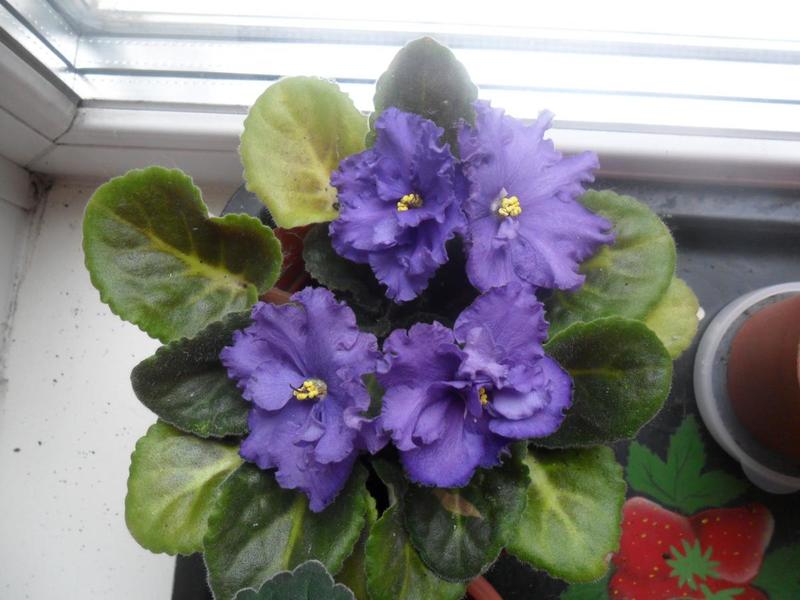 post-52125-0-91374600-1407232072_thumb.j