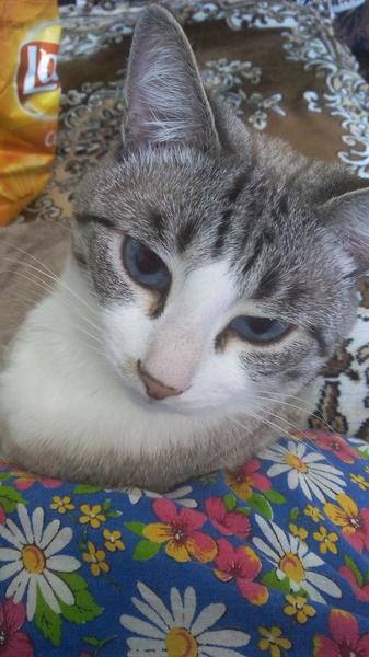 post-66684-0-36869000-1438610142_thumb.j