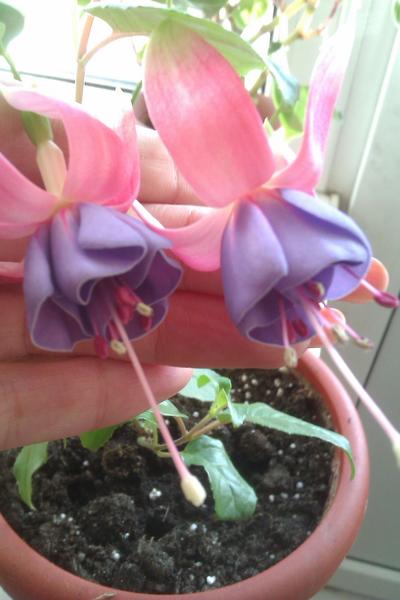 post-38362-0-01209700-1409558398_thumb.j