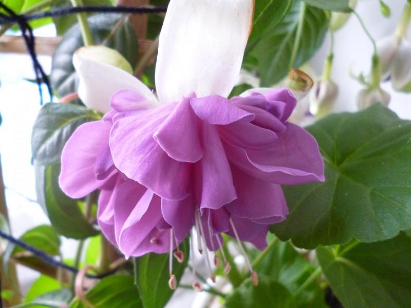 post-38362-0-06518000-1409557682_thumb.j