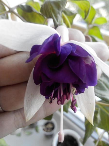 post-38362-0-31536200-1410064576_thumb.j