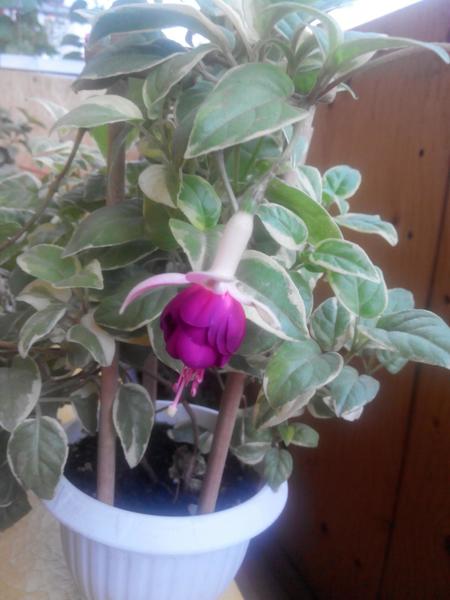 post-38362-0-36196400-1409558266_thumb.j