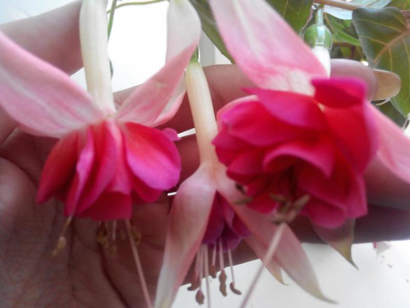 post-38362-0-38518300-1409558186_thumb.j