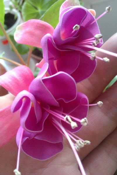 post-38362-0-42321500-1409557478_thumb.j