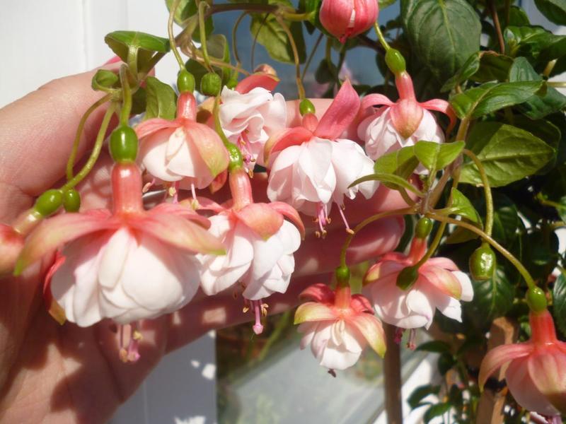 post-38362-0-50236600-1409558496_thumb.j