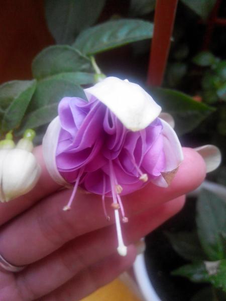 post-38362-0-87690200-1409558235_thumb.j