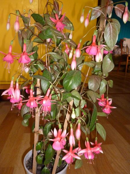 post-38362-0-90943800-1409558440_thumb.j