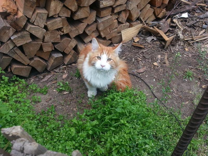 post-52802-0-53776000-1410072018_thumb.j