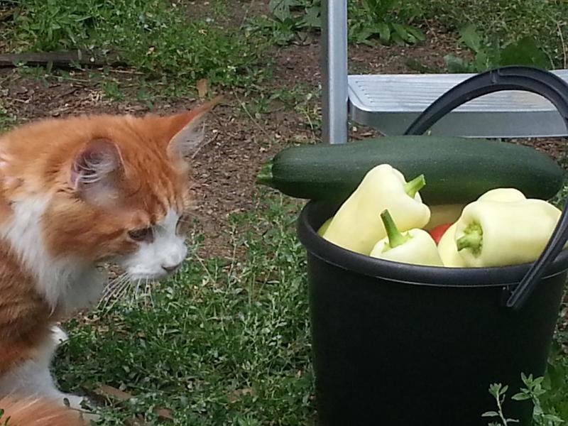 post-52802-0-56812400-1410072105_thumb.j