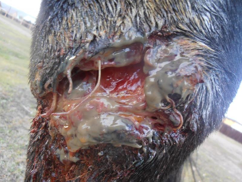 post-65722-0-12485200-1410611973_thumb.j