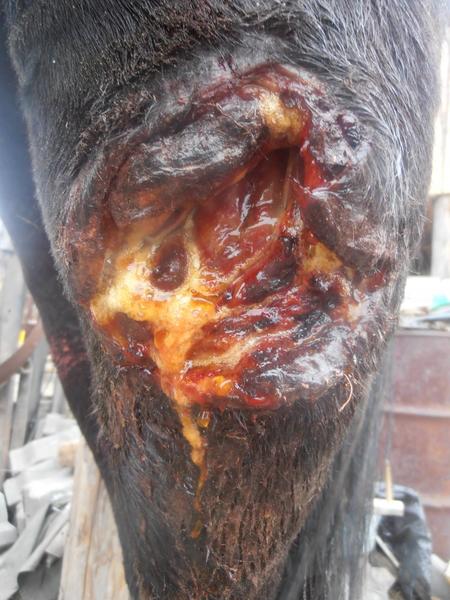 post-65722-0-45847700-1411016101_thumb.j