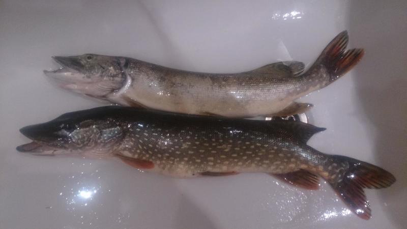 post-11042-0-79640900-1443365096_thumb.j