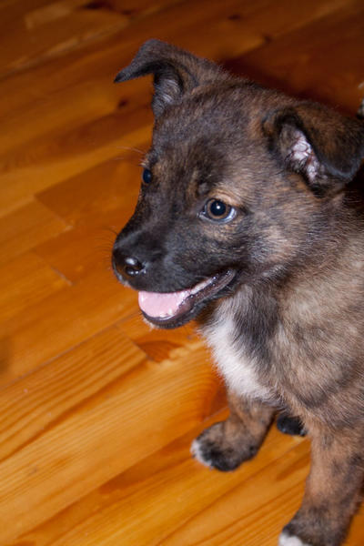 post-2060-0-68000500-1443154939_thumb.jp