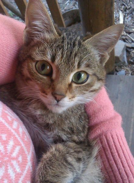 post-46997-0-04041600-1443233428_thumb.j