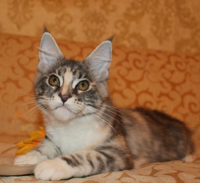 post-54398-0-44520600-1442843423_thumb.j