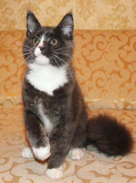 post-54398-0-56522200-1442843154_thumb.j