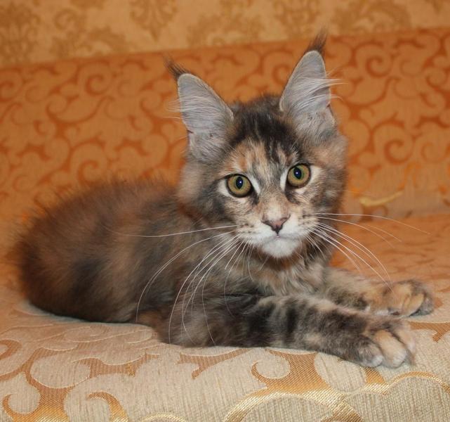 post-54398-0-70996600-1442843255_thumb.j