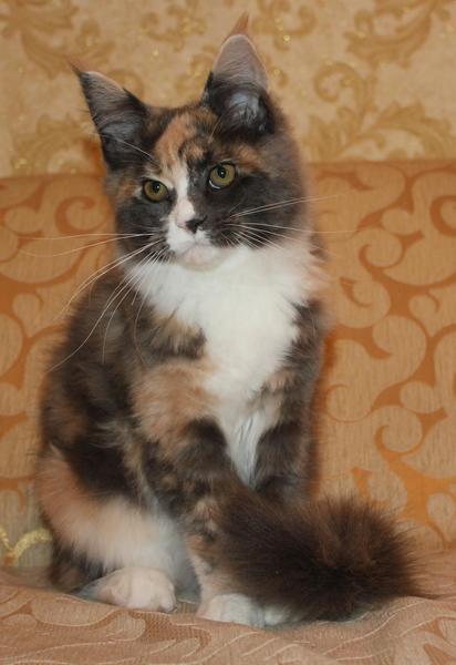 post-54398-0-91363900-1442843321_thumb.j