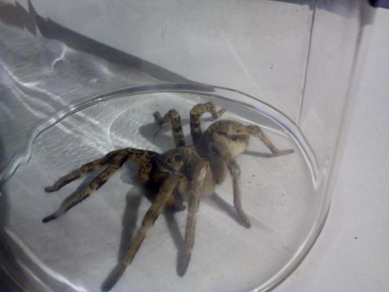 post-85214-0-42654900-1443321772_thumb.j