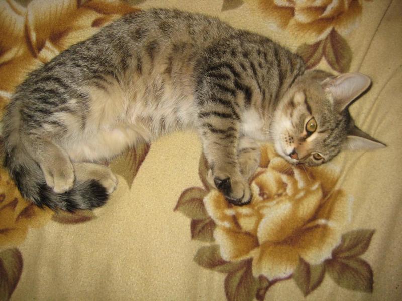 post-16153-0-23982200-1412487640_thumb.j