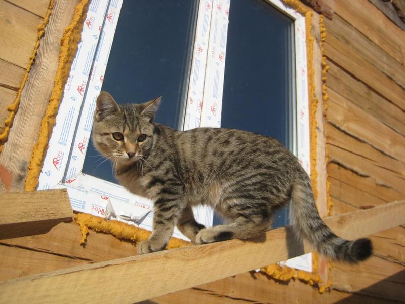 post-16153-0-47807500-1412487375_thumb.j