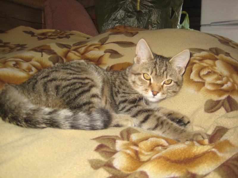 post-16153-0-58483700-1412487510_thumb.j