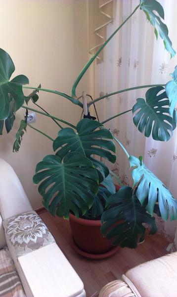 post-49716-0-24458000-1413801644_thumb.j