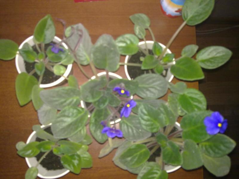 post-50855-0-87071600-1413527247_thumb.j