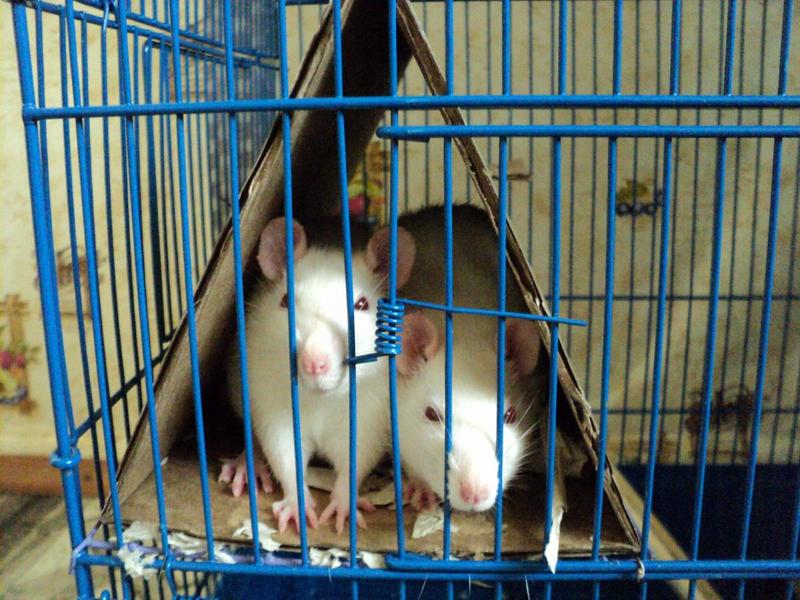 post-51581-0-18835700-1413973460_thumb.j