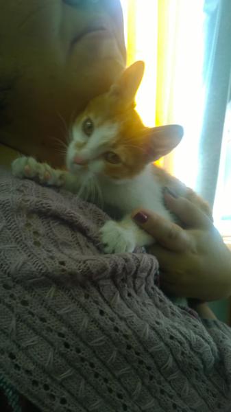 post-78846-0-25277100-1413247405_thumb.j