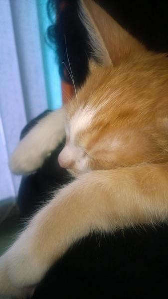 post-78846-0-38260800-1413247455_thumb.j