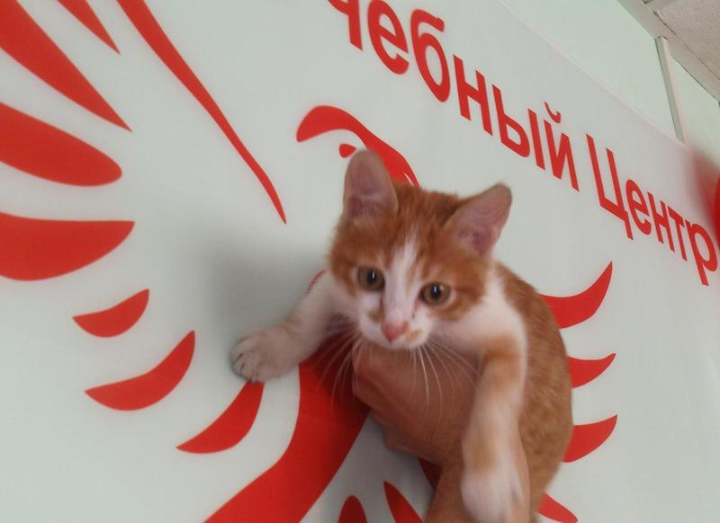 post-78846-0-52065400-1413247347_thumb.j