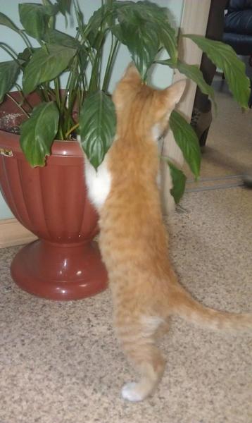 post-78846-0-60164700-1413247357_thumb.j