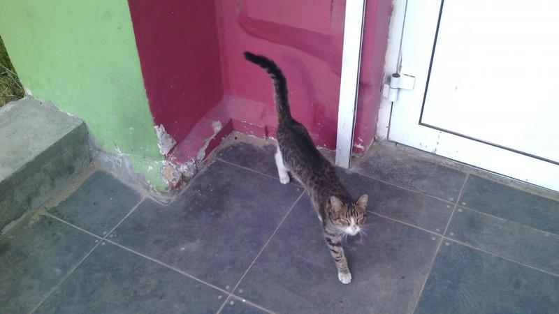 post-33870-0-61984800-1443718615_thumb.j