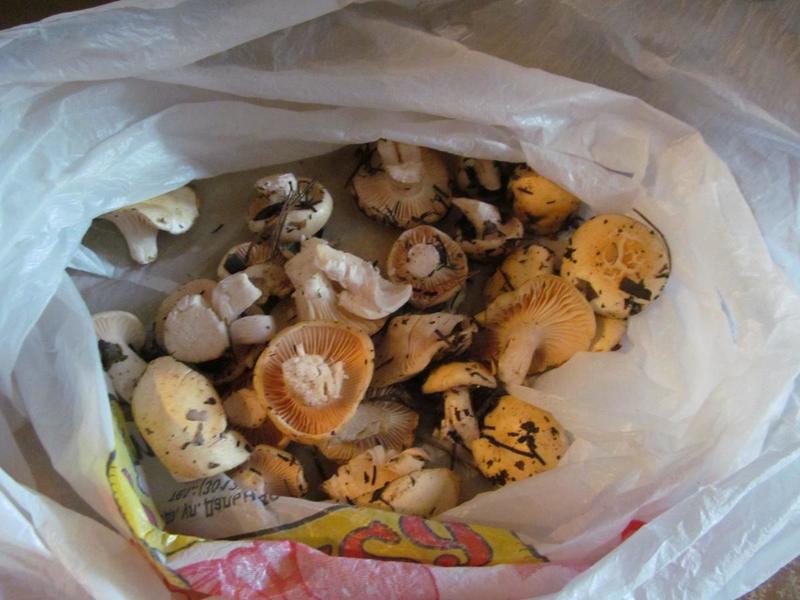 post-38364-0-07127300-1443948658_thumb.j