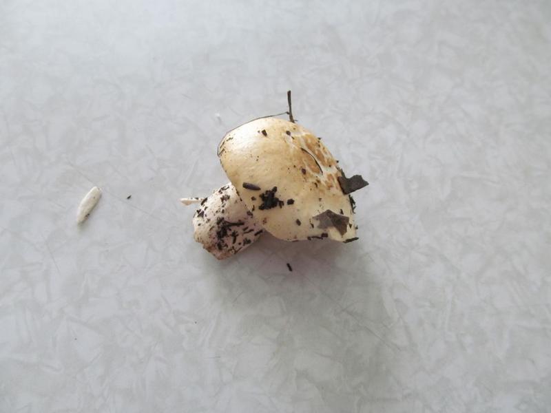 post-38364-0-33932300-1443948651_thumb.j