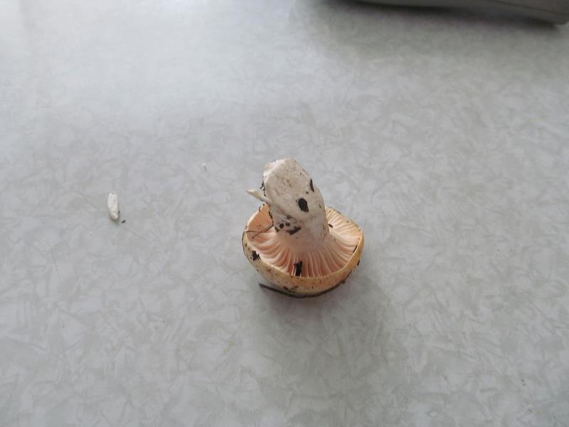 post-38364-0-47820800-1443948654_thumb.j