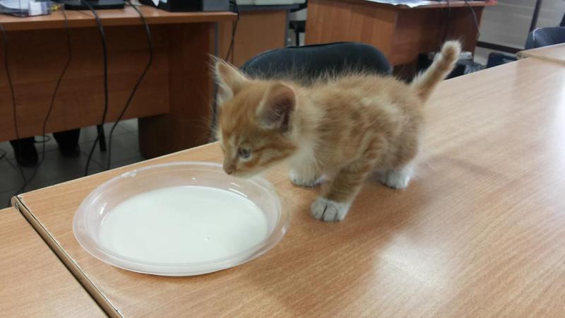 post-84026-0-35526000-1443752893_thumb.j